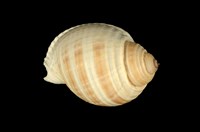 藏品(褐帶鶉螺)的圖片